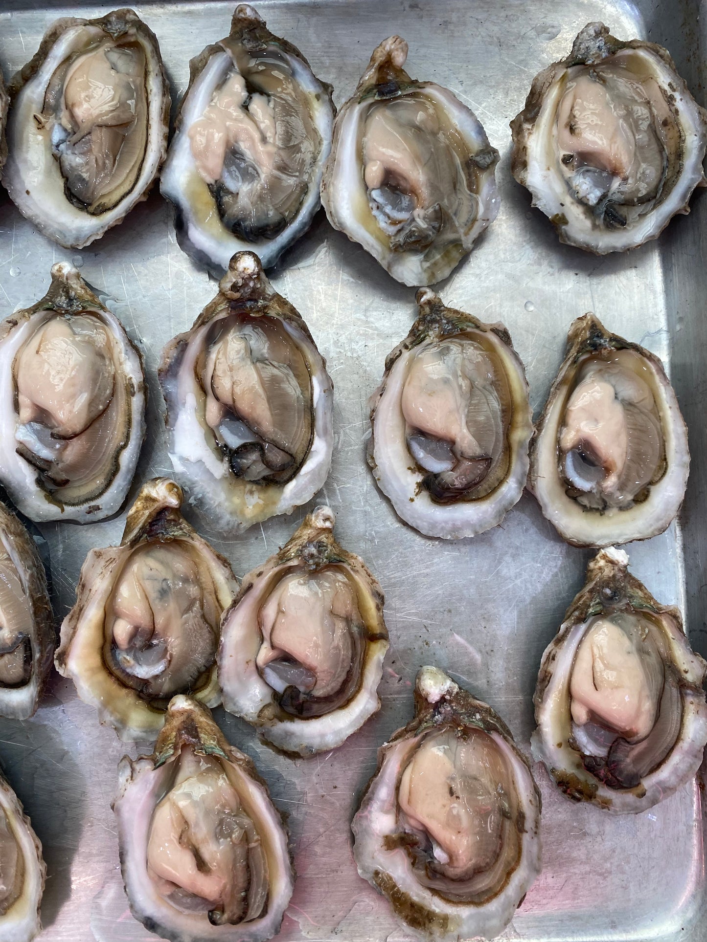 Matagorda Bay Farm Raised Oysters