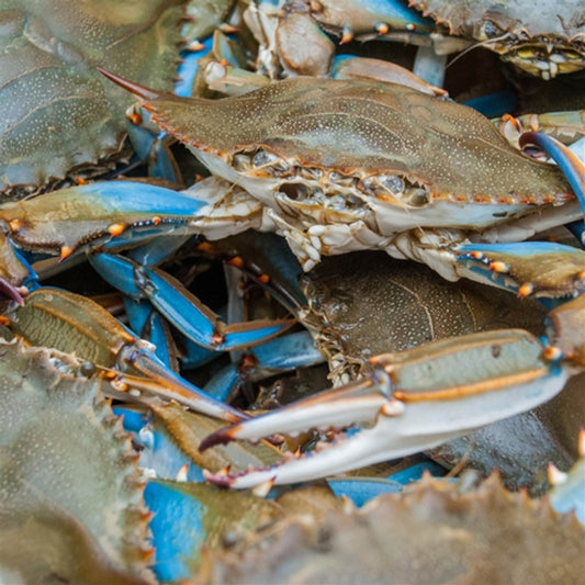 Live Blue Crabs Sold At Market Price